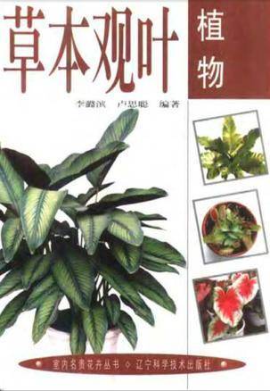 草本观叶植物