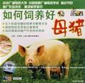 母猪多胎高产技术问答