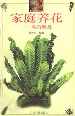 家庭养花(观赏蕨类) 