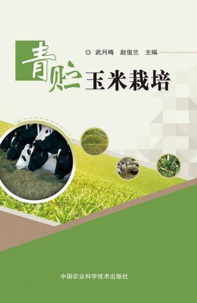 青贮玉米栽培