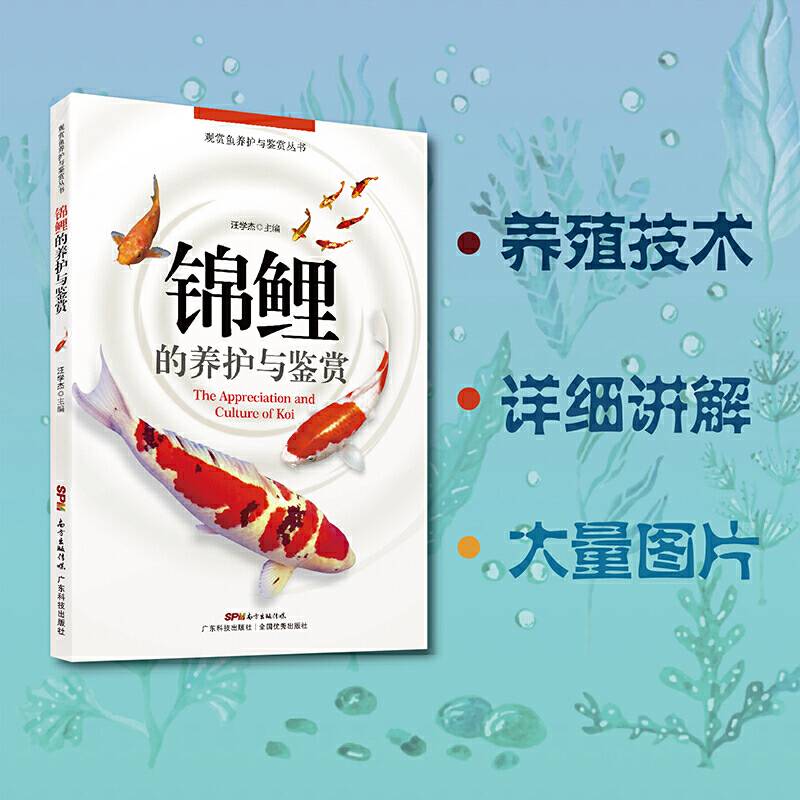 锦鲤的养护与鉴赏