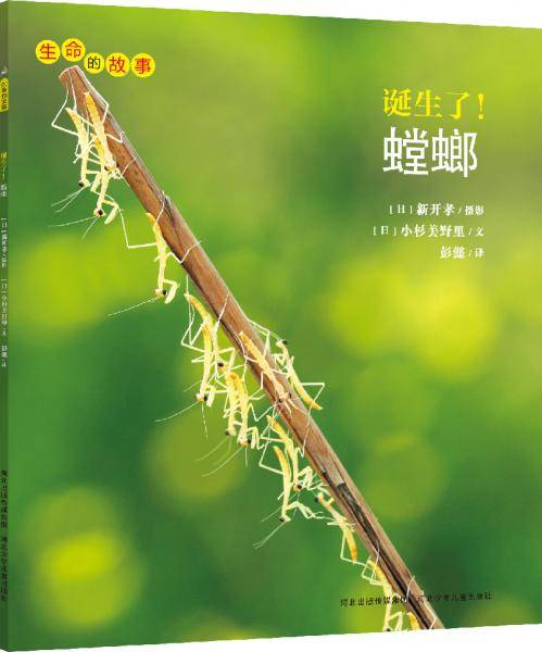 生命的故事：诞生了！螳螂