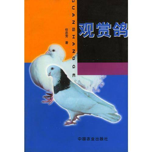 观赏鸽