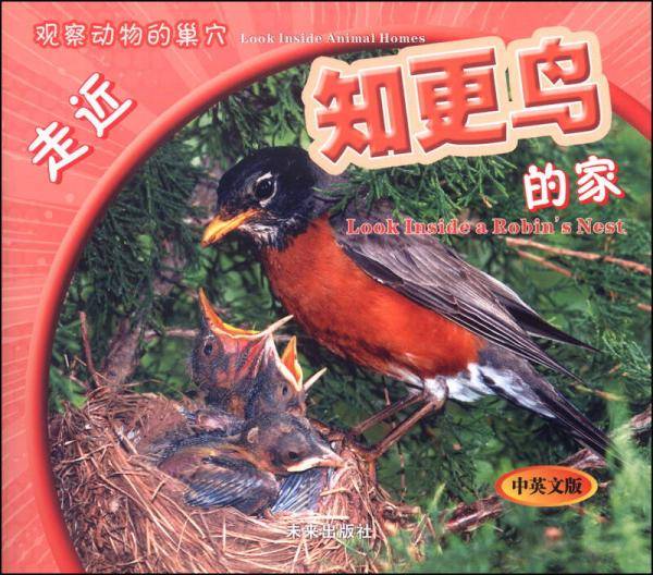 观察动物的巢穴：走近知更鸟的家