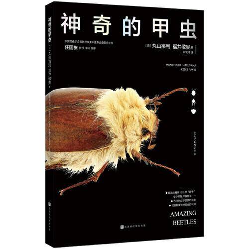 神奇的甲虫