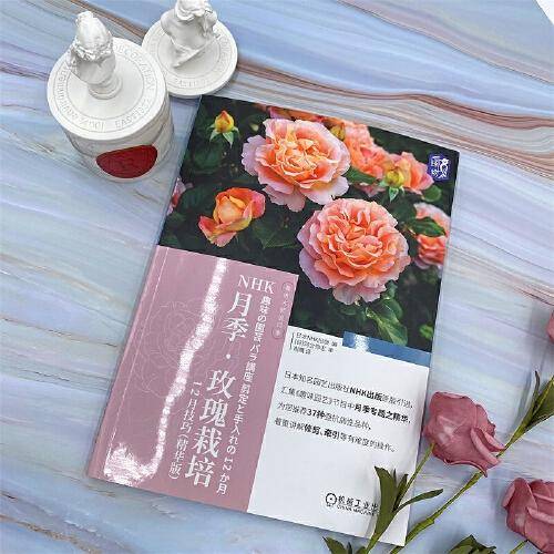 NHK月季 玫瑰栽培12月技巧（精华版）