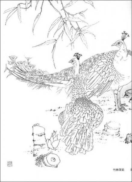 孔雀画稿