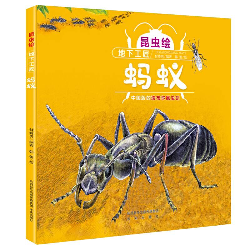 昆虫绘