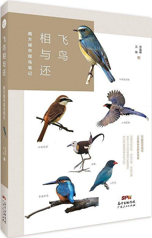 飞鸟相与还：南方城市观鸟笔记