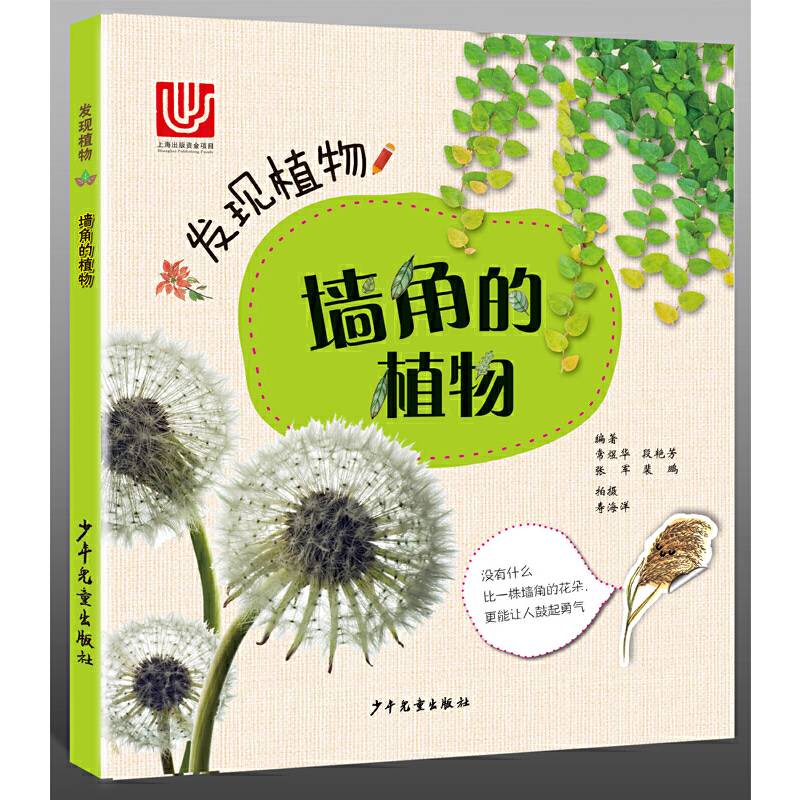 发现植物 墙角的植物