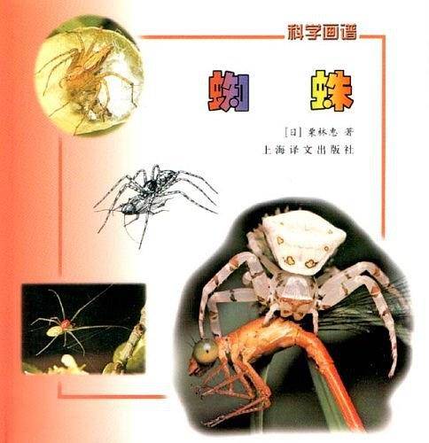 蜘蛛