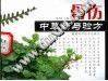 骨伤中草药与验方