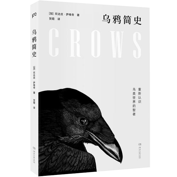 乌鸦简史