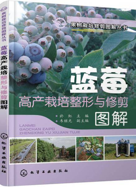 蓝莓高产栽培整形与修剪图解