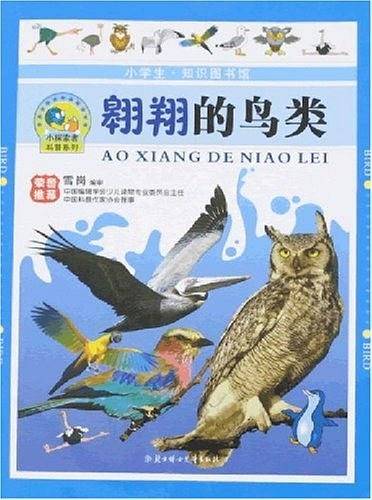 翱翔的鸟类