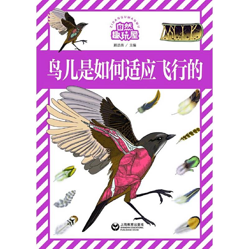 鸟儿是如何适应飞行的