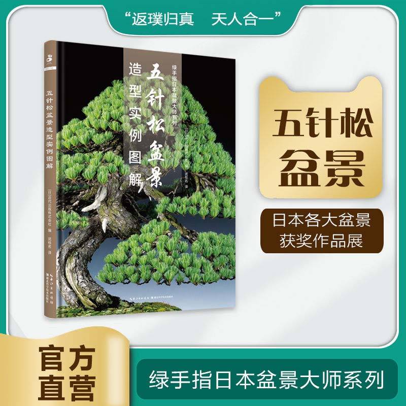五针松盆景造型实例图解