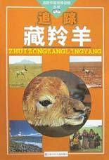 追踪藏羚羊