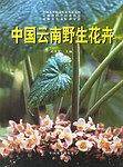 中国云南野生花卉