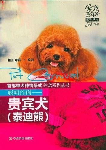 聪明伶俐 贵宾犬 泰迪熊
