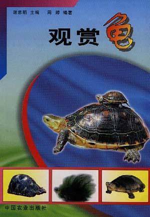 观赏龟