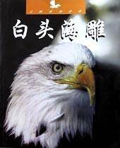白头海雕(未驯服的世界)