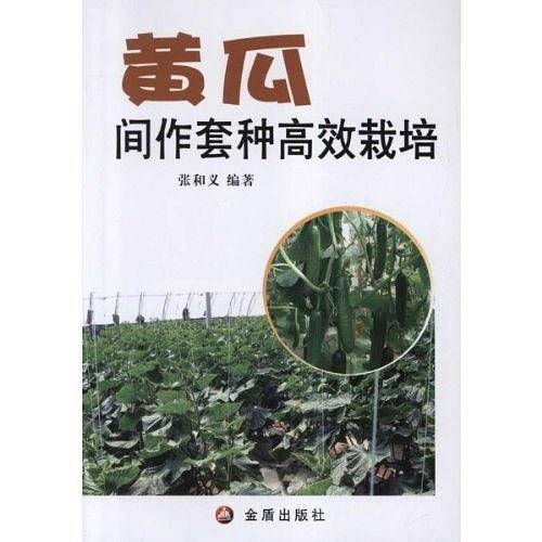 黄瓜间作套种高效栽培