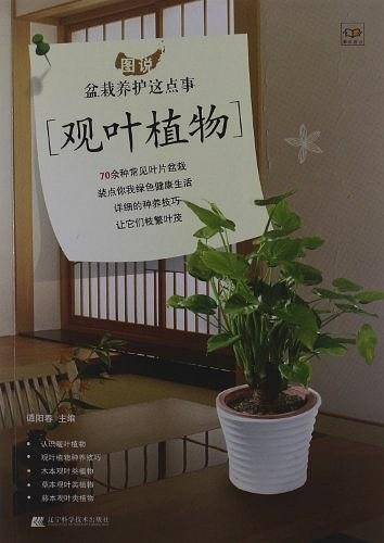 图说盆栽养护这点事 观叶植物
