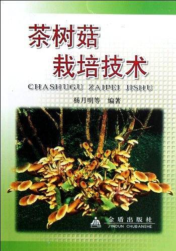 茶树菇栽培技术