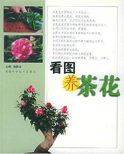 看图养茶花
