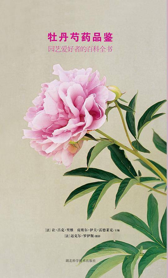 牡丹芍药品鉴