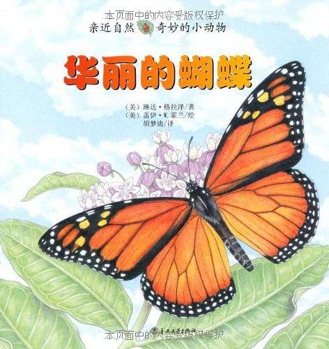 华丽的蝴蝶-亲近自然奇妙的小动物