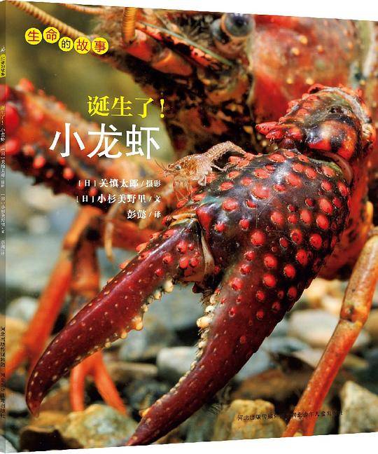 生命的故事系列：诞生了！小龙虾