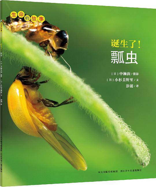 生命的故事系列：诞生了！瓢虫