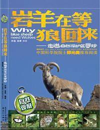 自然观察：岩羊在等狼回来——走进自然保护区寻珍