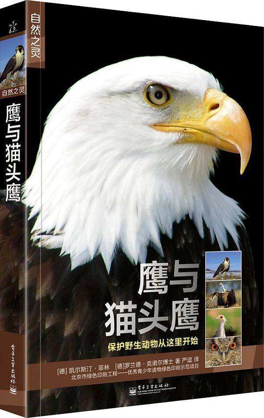 鹰与猫头鹰