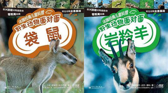 法国经典儿童科普. 野生动物面对面—袋鼠