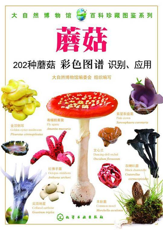 蘑菇