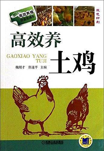 高效养土鸡