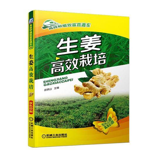 生姜高效栽培