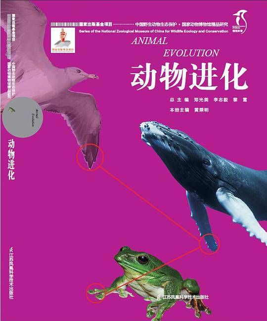 动物进化