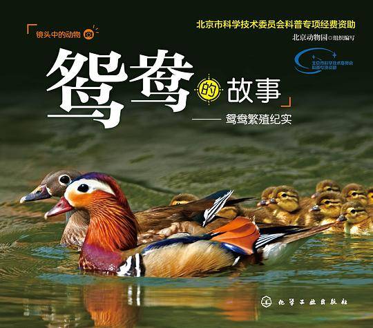 鸳鸯的故事