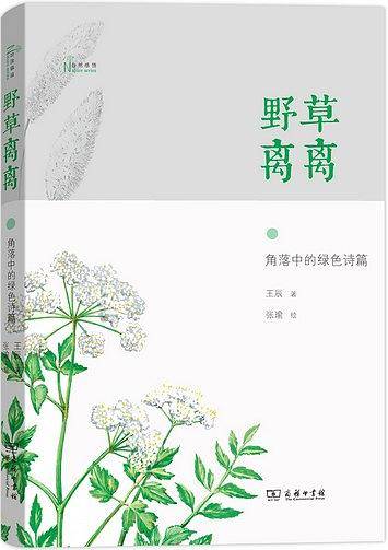 野草离离――角落中的绿色诗篇