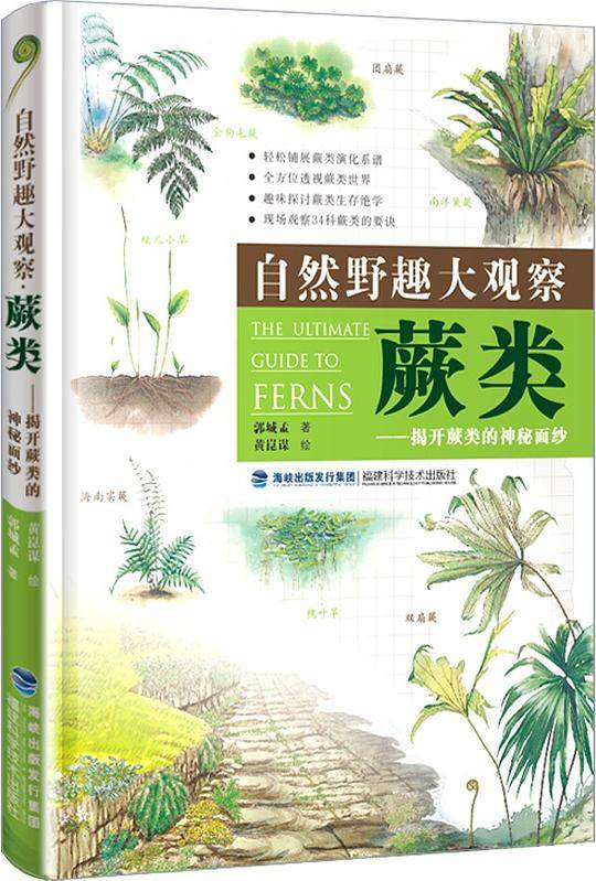 蕨类