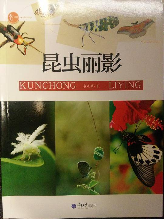昆虫丽影