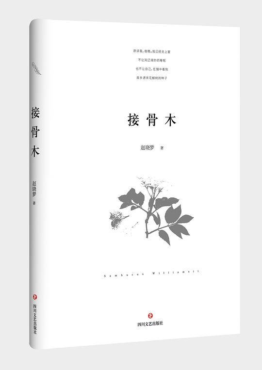 接骨木