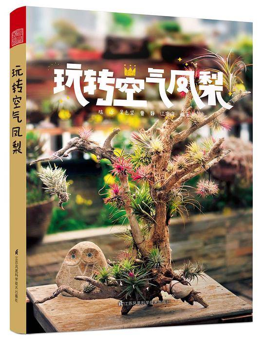 玩转空气凤梨