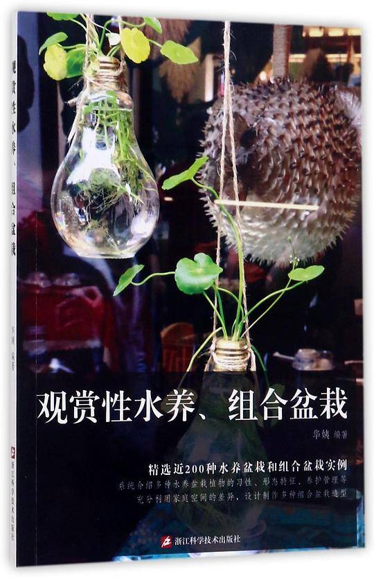观赏性水养组合盆栽