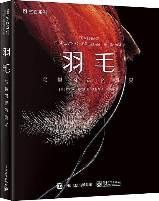 羽毛 鸟类闪耀的风采