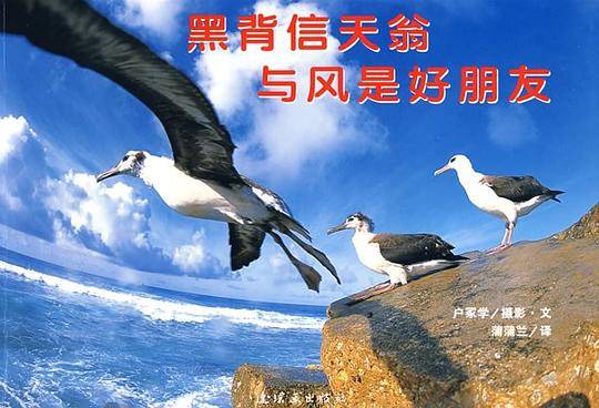 黑背信天翁与风是好朋友